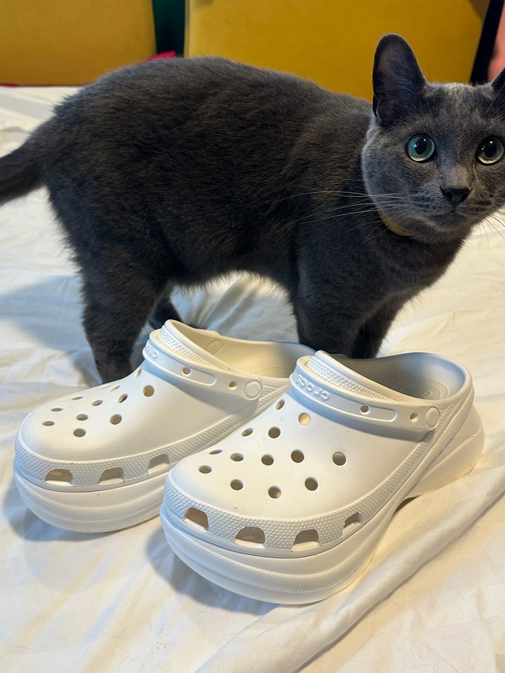 CROCS Bae